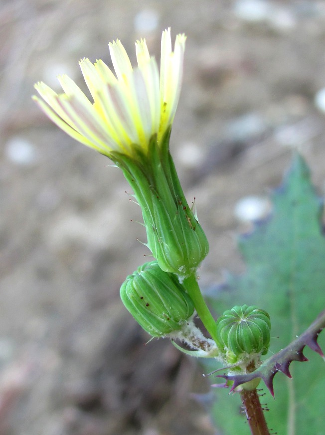 Изображение особи Sonchus oleraceus.