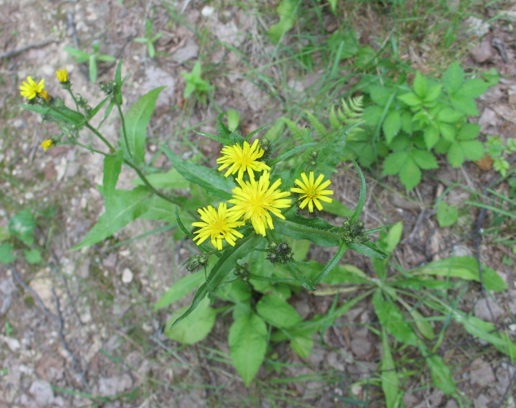 Изображение особи Picris japonica.