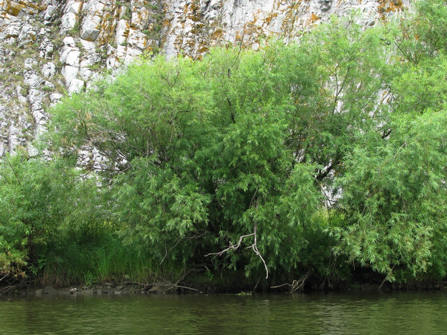 Image of Salix viminalis specimen.