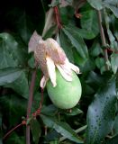 Passiflora caerulea. Отцветший цветок с завязавшимся плодом. Хорватия, Истрия, пос. Баньоле, палисадник. 03.09.2012.