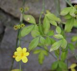Jasminum mesnyi