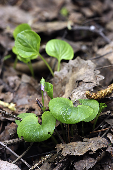 Изображение особи Viola palustris.