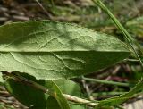 Inula aspera. Часть листа (нижняя сторона). Ростовская обл., Персиановская степь, Аютинские склоны, верхняя часть склона правого коренного берега р. Аюта. 13.06.2012.