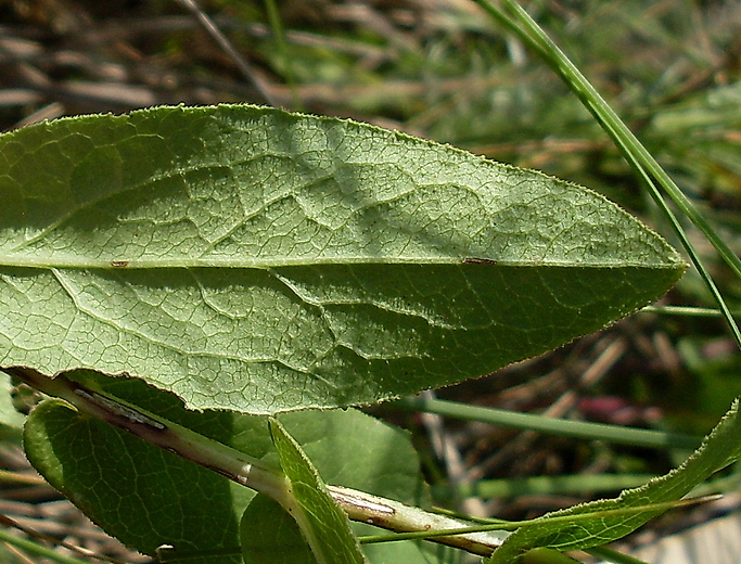 Image of Inula aspera specimen.