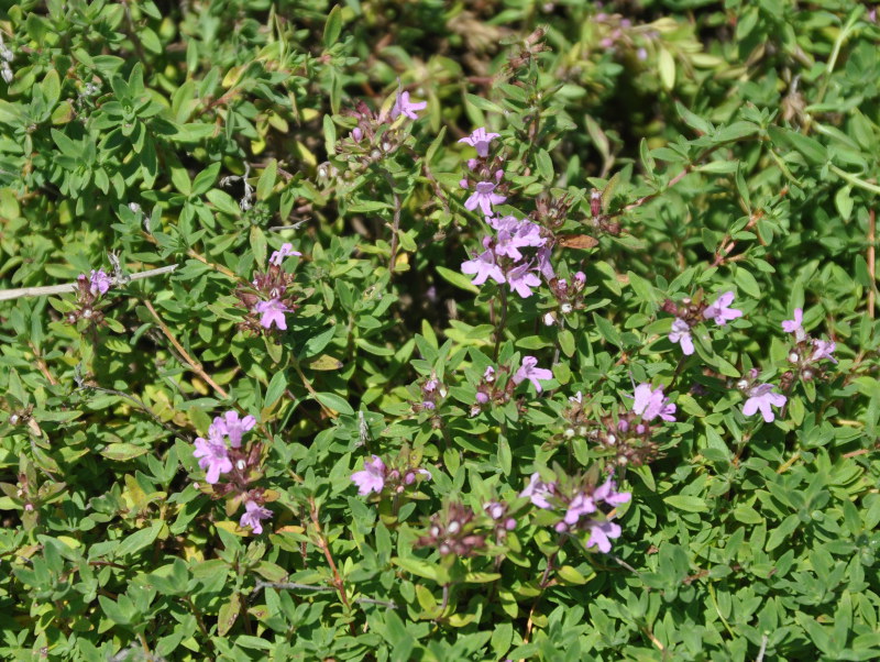 Изображение особи род Thymus.