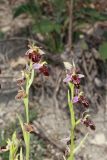 Ophrys &times; aghemanii
