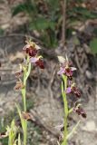 Ophrys × aghemanii