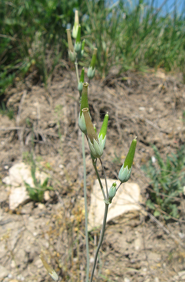 Изображение особи Cerastium perfoliatum.