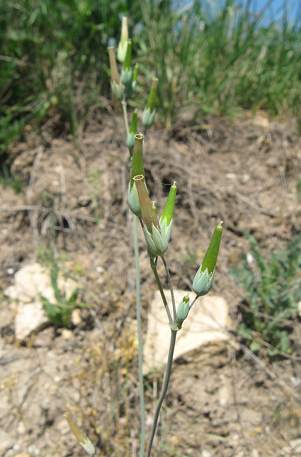 Image of Cerastium perfoliatum specimen.