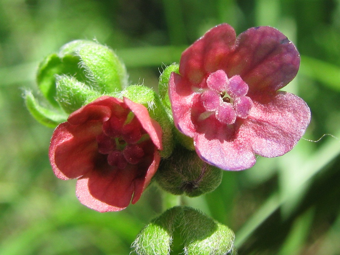 Image of Cynoglossum officinale specimen.