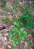 Rubus saxatilis. Молодое растение с нормальными тройчатыми листьями. Украина, Киевская обл., Вышгородский р-н, севернее с. Лебедевка, левый берег дренажного канала, сосновый лес. 19 мая 2013 г.