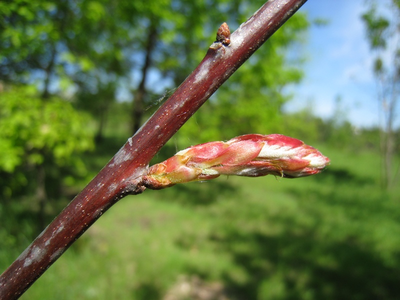Изображение особи Quercus rubra.