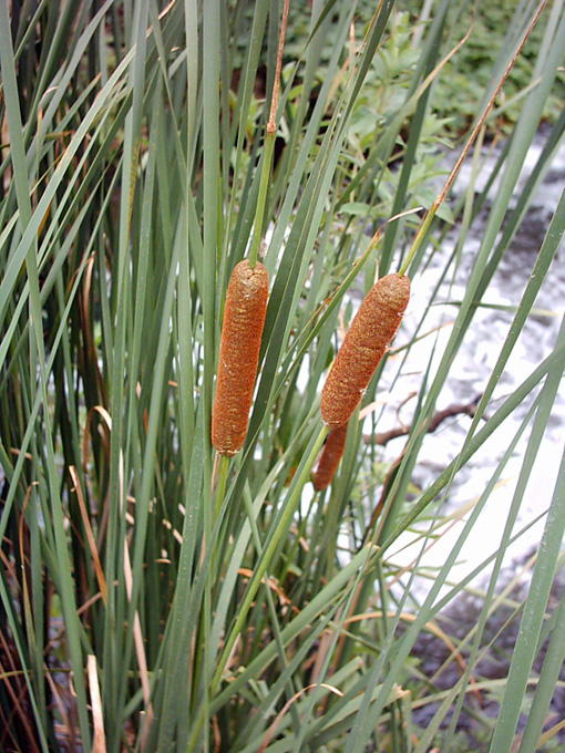 Image of Typha elatior specimen.