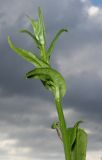 Campanula persicifolia