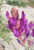 Astragalus varius подвид eupatoricus. Соцветие. Крым, пересыпь оз. Донузлав. 1 июня 2013 г.