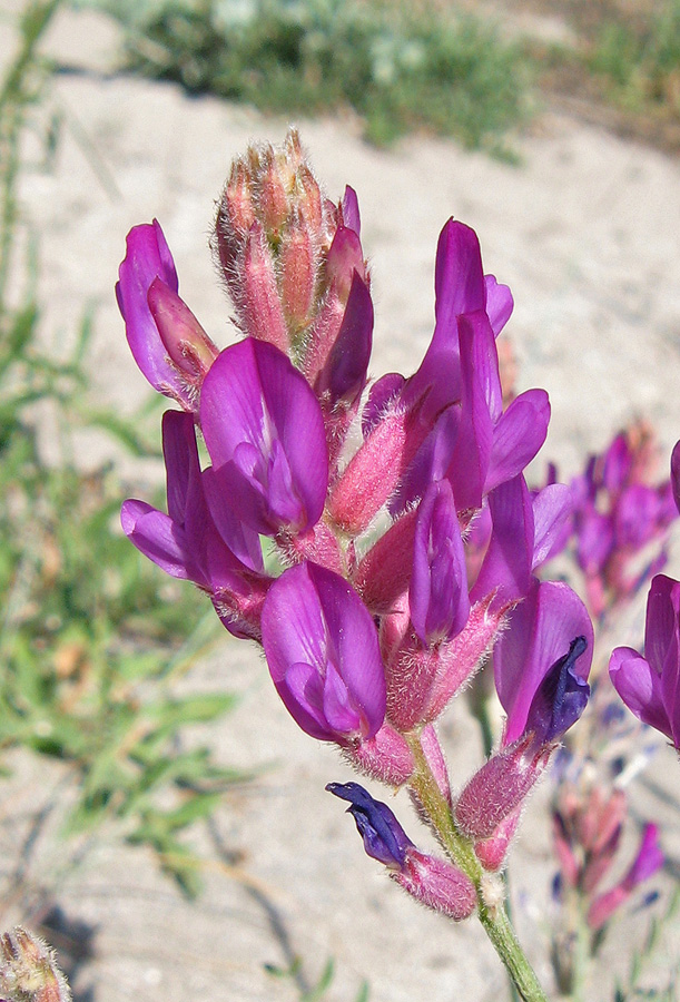 Изображение особи Astragalus varius ssp. eupatoricus.