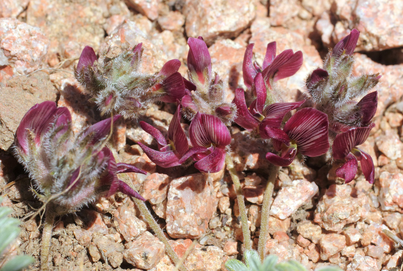 Image of Oxytropis jucunda specimen.