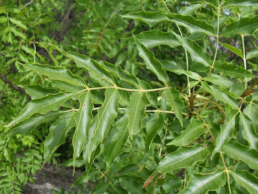 Изображение особи Fraxinus excelsior.