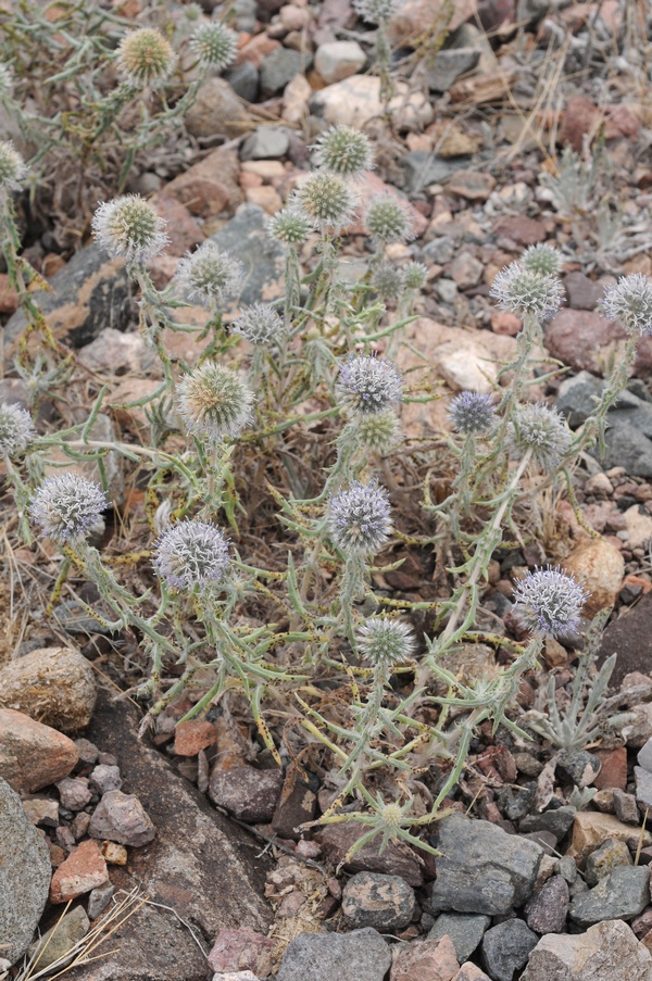 Изображение особи Echinops nanus.