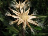 Crepis rhoeadifolia