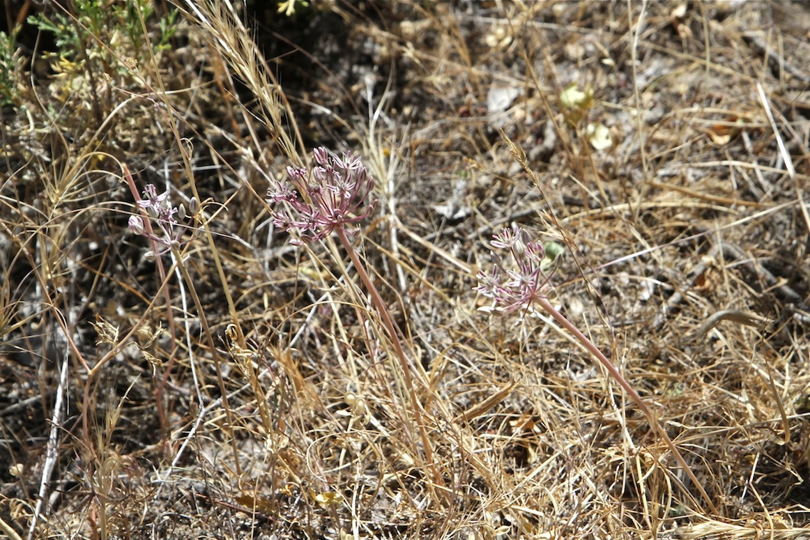 Image of Allium verticillatum specimen.