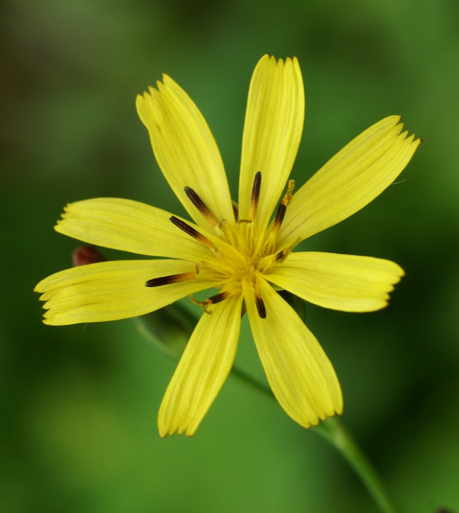 Изображение особи Lactuca raddeana.