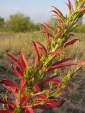 Oenothera biennis