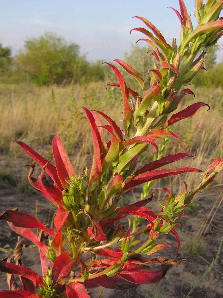 Изображение особи Oenothera biennis.