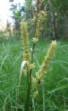 Carex rhynchophysa. Верхушка аномального растения с метельчатым соцветием. Костромская обл., Кологривский район, заповедник \"Кологривский лес\", хвощово-осоковое болото на верхней террасе притока р. Сеха. 14 июля 2013 г.