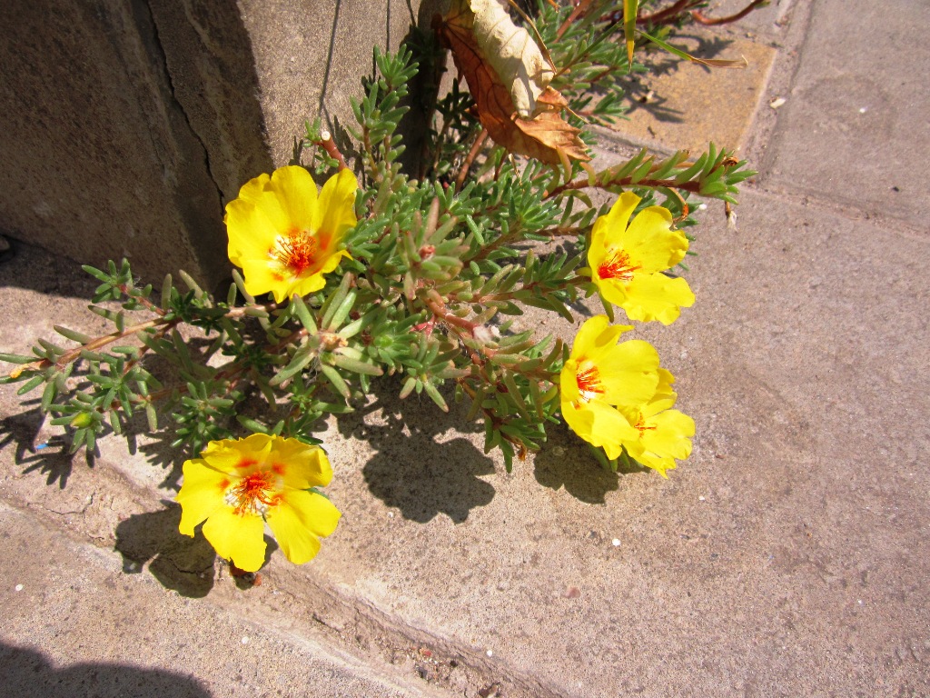 Image of Portulaca grandiflora specimen.