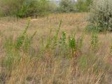 Oenothera biennis