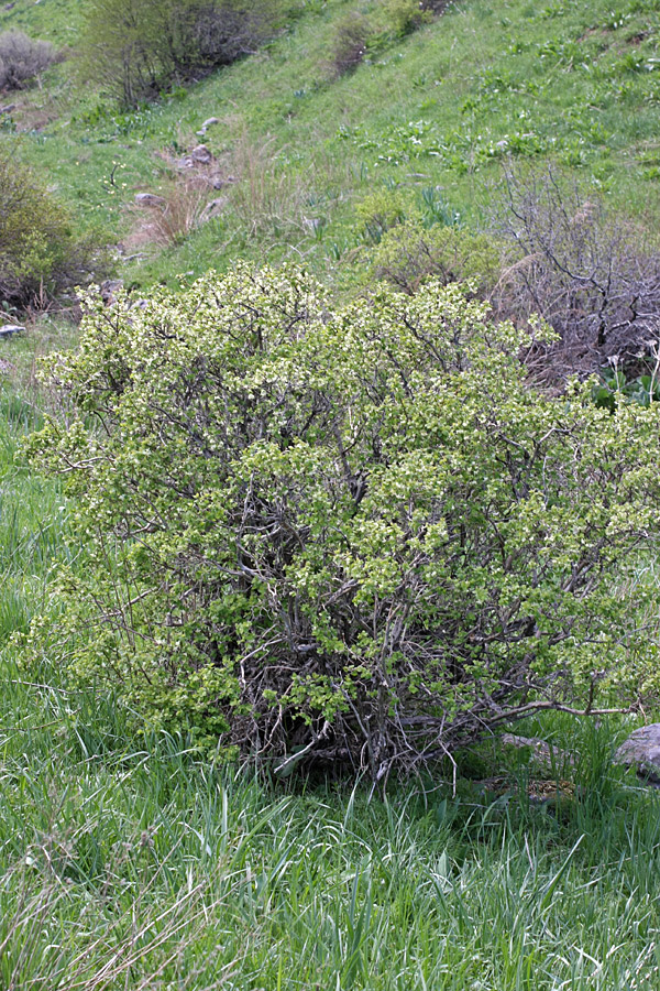 Изображение особи Lonicera tianschanica.