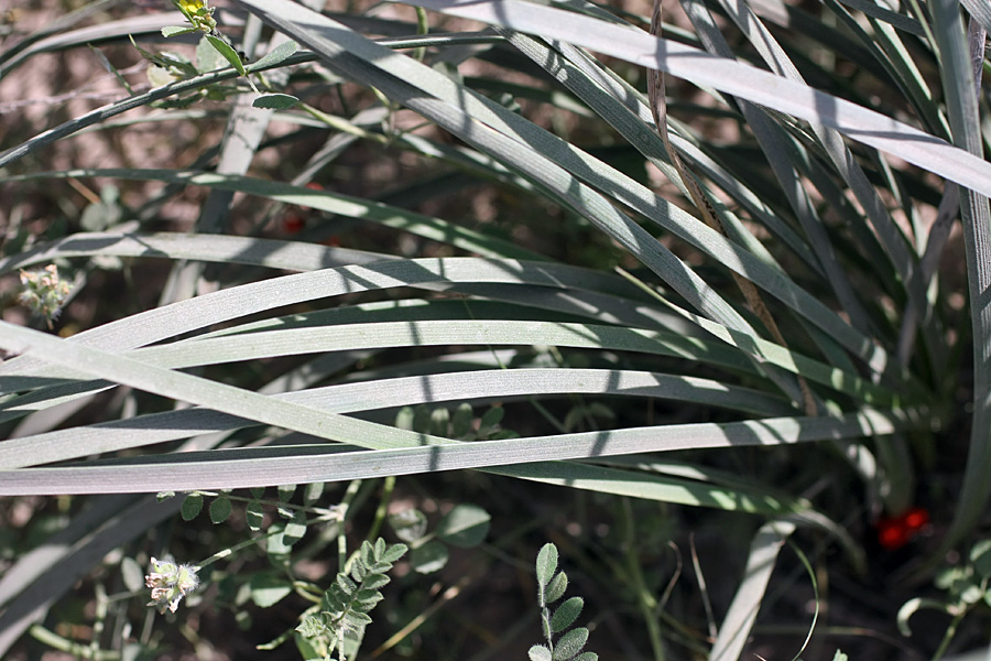 Image of Iris songarica specimen.