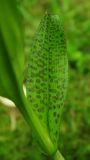 Dactylorhiza baltica