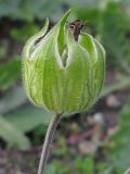 Melandrium latifolium