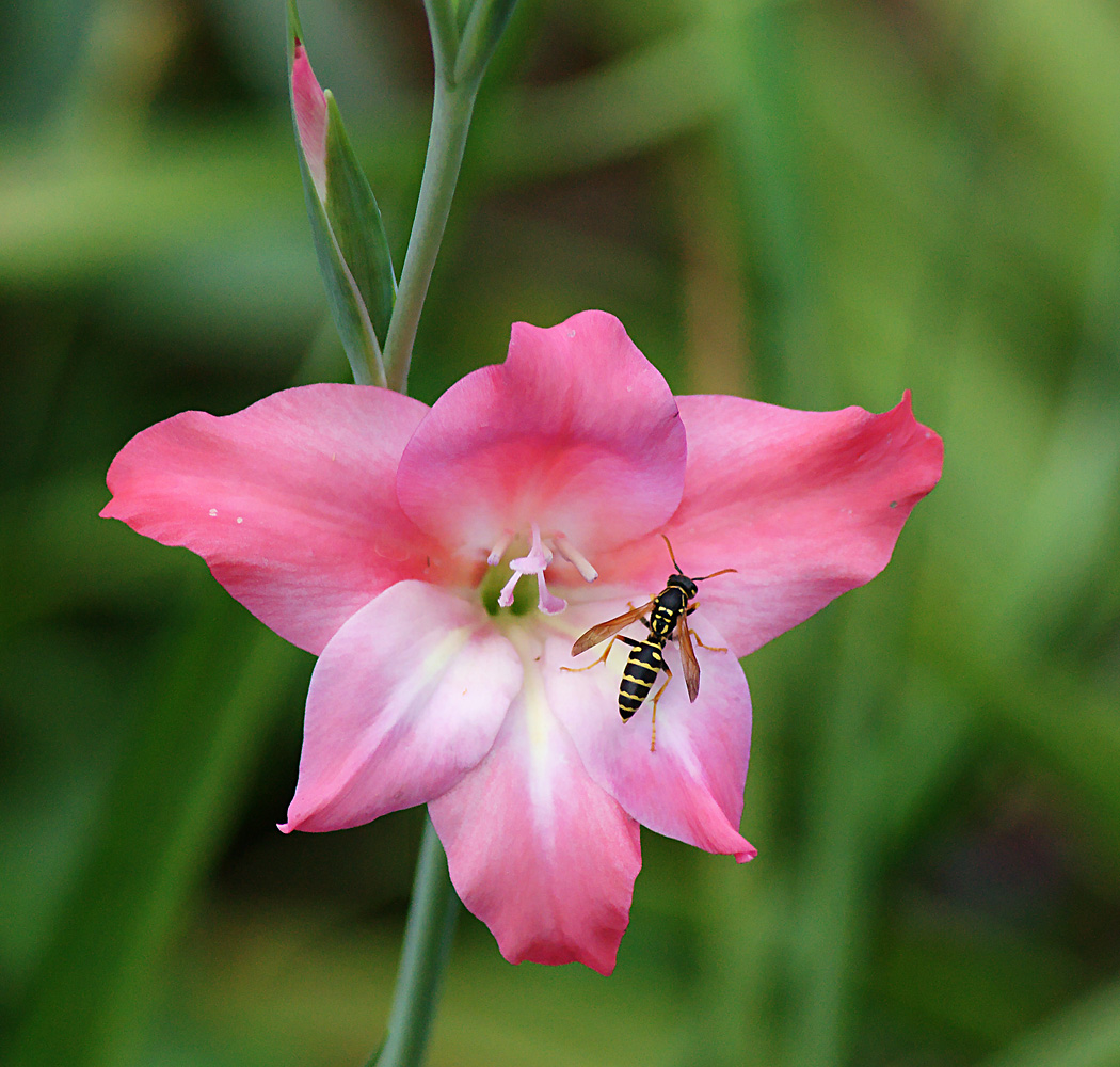 Image of Gladiolus × colvillei specimen.