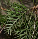 Grevillea banksii. Лист (вид с обратной стороны). Израиль, Шарон, пос. Кфар Шмариягу, в культуре. 20.10.2013.