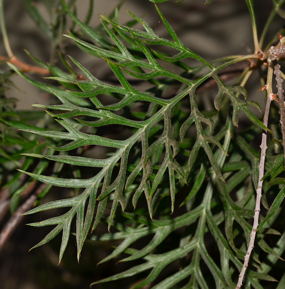 Image of Grevillea banksii specimen.