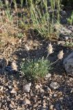 Astragalus schrenkianus