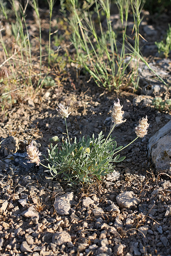 Изображение особи Astragalus schrenkianus.
