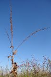 Agrimonia eupatoria