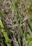 Calamagrostis brachytricha. Часть соцветия. Германия, г. Дюссельдорф, Ботанический сад университета. 14.08.2013.
