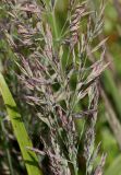 Calamagrostis brachytricha