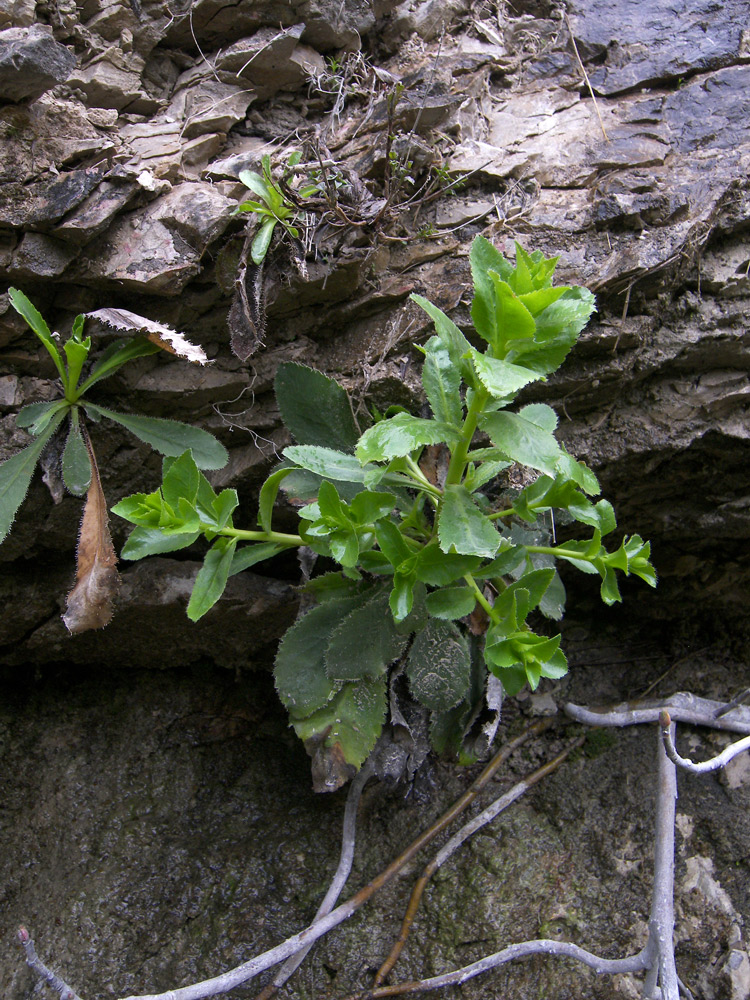 Image of Campanula mirabilis specimen.