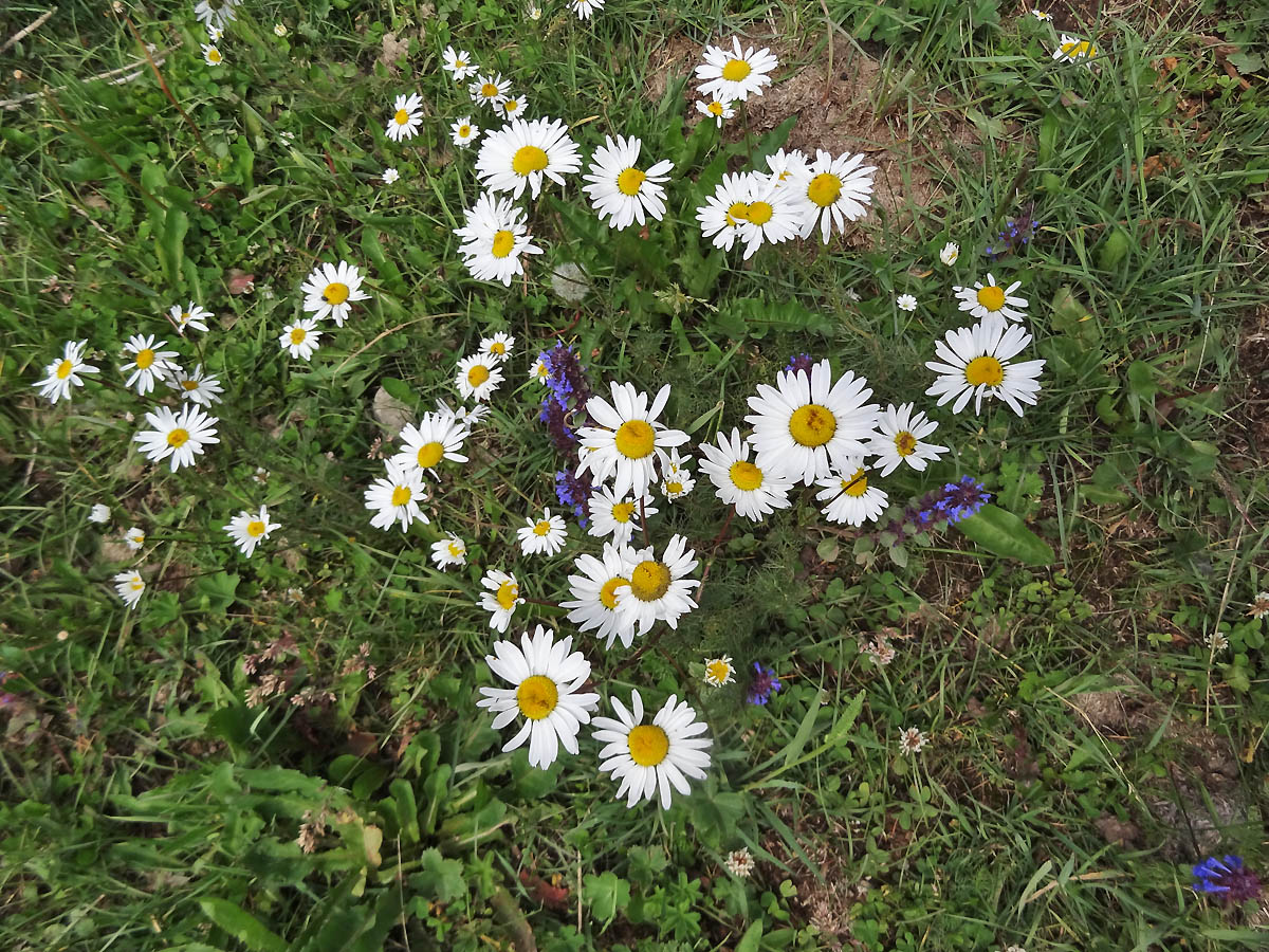 Изображение особи семейство Asteraceae.