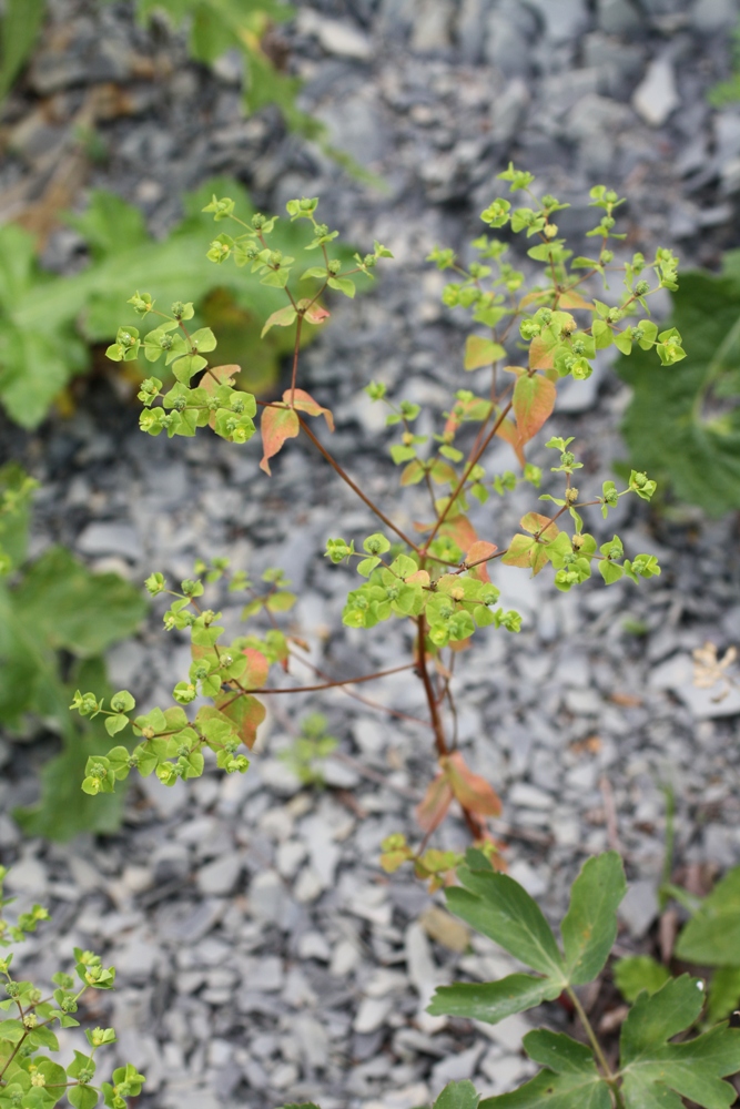 Изображение особи Euphorbia stricta.