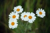 Pyrethrum corymbosum