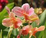 Canna × orchiodes. Цветки. Крым, Ялтинский горсовет, пос. Никита, Никитский ботанический сад, в культуре. 5 августа 2013 г.