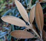 Rhododendron yakushimanum. Верхняя часть побега ('Edelweiss'); у листьев видны их нижние стороны. Германия, г. Essen, Grugapark. 29.09.2013.