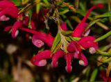 Grevillea rosmarinifolia. Верхушка побега с соцветием. Израиль, Шарон, пос. Кфар Шмариягу, сквер, в культуре. 27.01.2014.